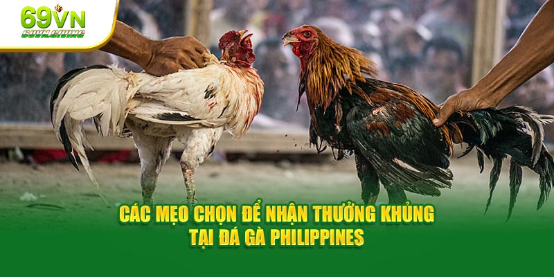 Các mẹo chọn để nhận thưởng khủng tại đá gà Philippines