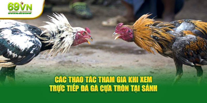 Các thao tác tham gia khi xem trực tiếp đá gà cựa tròn tại sảnh